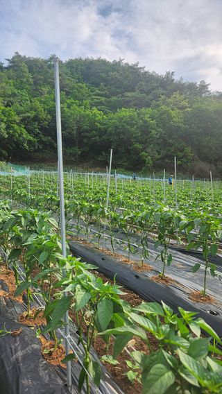 두아들아빠님의 고추 · 영농일지 작성글 사진