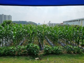 박병철님의 옥수수 · 영농일지 작성글 사진