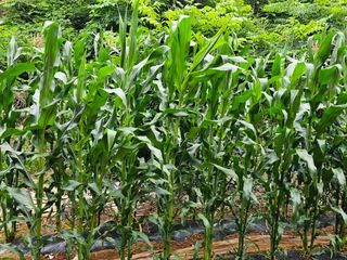 박주흥님의 기타작물 · 영농일지 작성글 사진