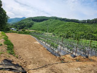 드래곤 님의 고추 · 영농일지 작성글 사진