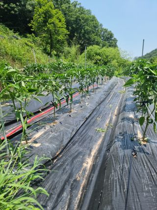 라온베리님의 고추 · 영농일지 작성글 사진