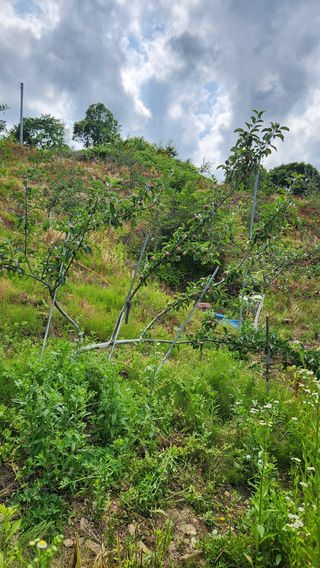사과6329님의 사과 · 영농일지 작성글 사진