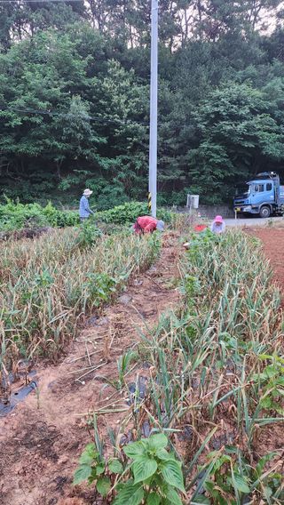봉담고추님의 마늘 · 영농일지 작성글 사진