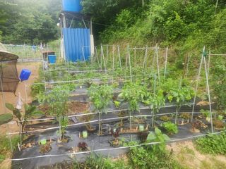 차태현님의 토마토 · 영농일지 작성글 사진