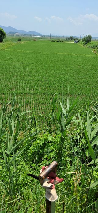 이복길님의 벼 · 영농일지 작성글 사진