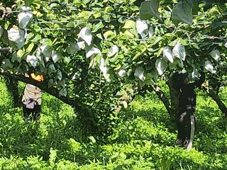 전문농업인이되고십다님의 배 · 영농일지 작성글 사진