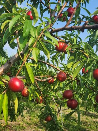 박병한님의 복숭아 · 영농일지 작성글 사진