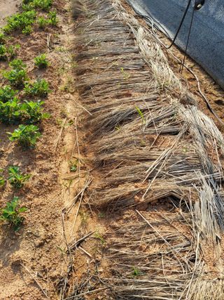 최유순님의 기타작물 · 영농일지 작성글 사진