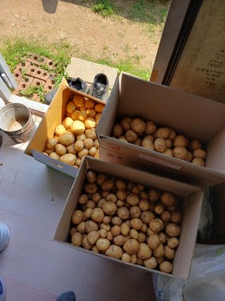 백영호님의 감자 · 영농일지 작성글 사진