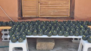 촌사리님의 호박 · 영농일지 작성글 사진