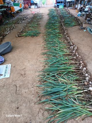 바위돌 심재성님의 마늘 · 영농일지 작성글 사진