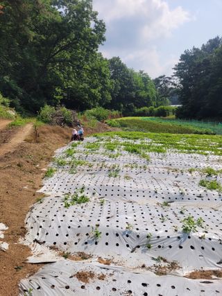이름유순옥님의 기타작물 · 영농일지 작성글 사진
