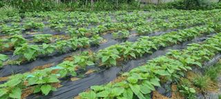 감자5892님의 참깨 · 영농일지 작성글 사진