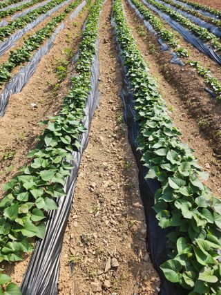 엘림농장님의 고구마 · 영농일지 작성글 사진