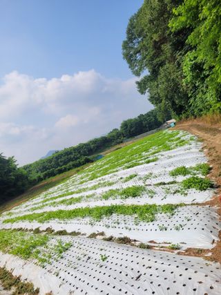 이름유순옥님의 기타작물 · 영농일지 작성글 사진