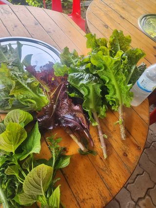 차태현님의 상추 · 영농일지 작성글 사진