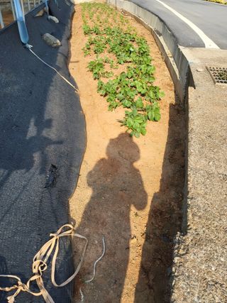 최유순님의 기타작물 · 영농일지 작성글 사진