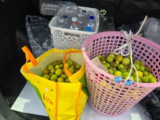 진전님의 기타작물 · 영농일지 작성글 사진