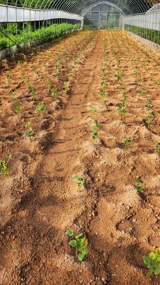 봉담고추님의 콩 · 영농일지 작성글 사진