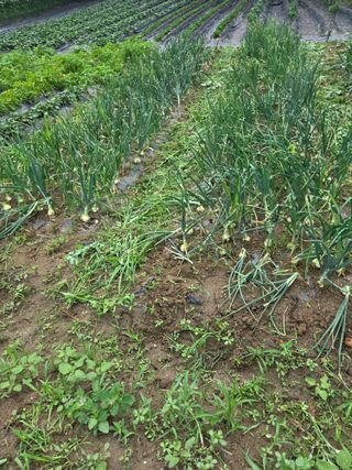 강화화도님의 기타작물 · 영농일지 작성글 사진