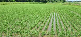 이복길님의 벼 · 영농일지 작성글 사진