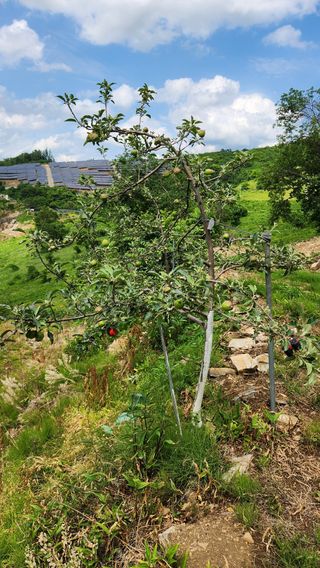 사과6329님의 사과 · 영농일지 작성글 사진