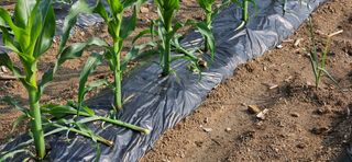 귀농인님의 옥수수 · 영농일지 작성글 사진