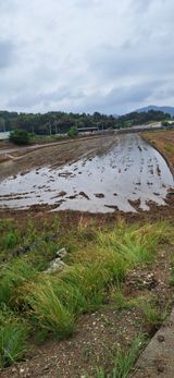 팜모닝 벼·영농일지 게시글 이미지