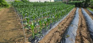 귀농인님의 옥수수 · 영농일지 작성글 사진