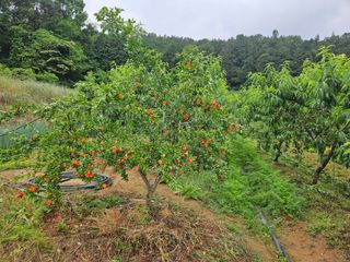 장흥식님의 감자 · 영농일지 작성글 사진