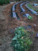 팜모닝 고구마·영농일지 게시글 이미지