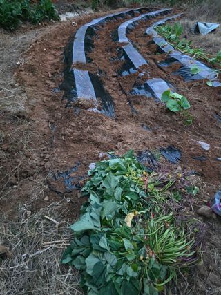 김세리님의 고구마 · 영농일지 작성글 사진