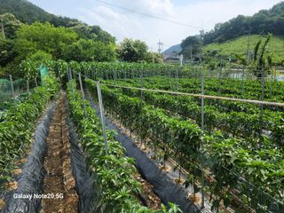 정창훈님의 고추 · 영농일지 작성글 사진