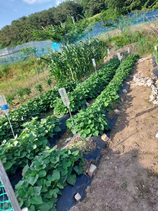 무형교회목사 안영진님의 고구마 · 영농일지 작성글 사진