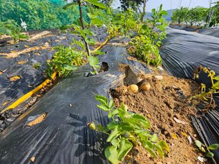 보리수치유농장님의 기타작물 · 영농일지 작성글 사진