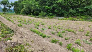 장흥 모경화 님의 기타작물 · 영농일지 작성글 사진