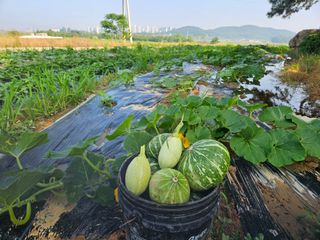 보리수치유농장님의 기타작물 · 영농일지 작성글 사진