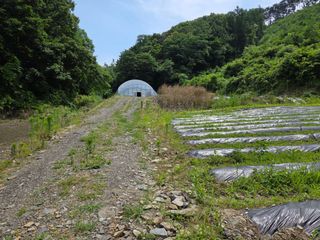 윤자용11대임후회장님의 들깨 · 영농일지 작성글 사진