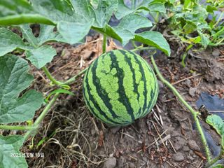 Captain김상곤님의 호박 · 영농일지 작성글 사진