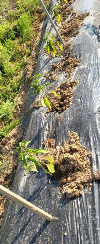 장경화님의 감자 · 영농일지 작성글 사진