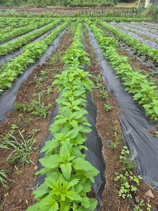 농부님.모두.모두힘님의 기타작물 · 영농일지 작성글 사진