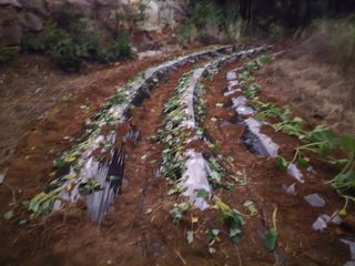 김세리님의 고구마 · 영농일지 작성글 사진