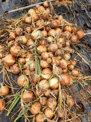 심순보님의 기타작물 · 영농일지 작성글 사진