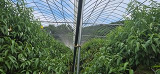 달맛햇복숭아농원님의 복숭아 · 영농일지 작성글 사진