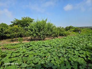 Captain김상곤님의 호박 · 영농일지 작성글 사진