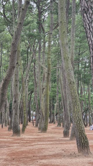 촌사리님의 호박 · 영농일지 작성글 사진