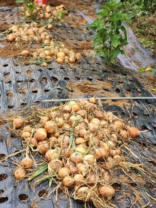 심순보님의 기타작물 · 영농일지 작성글 사진