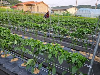 경달현님의 고추 · 영농일지 작성글 사진