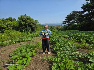 Captain김상곤님의 호박 · 영농일지 작성글 사진