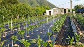 안선주님의 고추 · 영농일지 작성글 사진